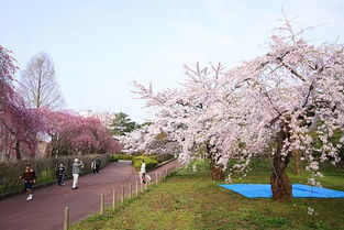 日本樱花旅馆