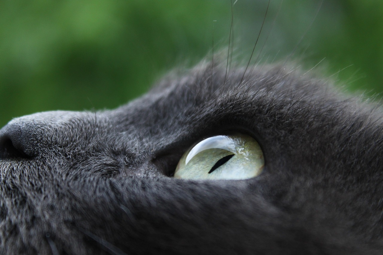 合肥地震，监控猛摇猫吓得乱跑